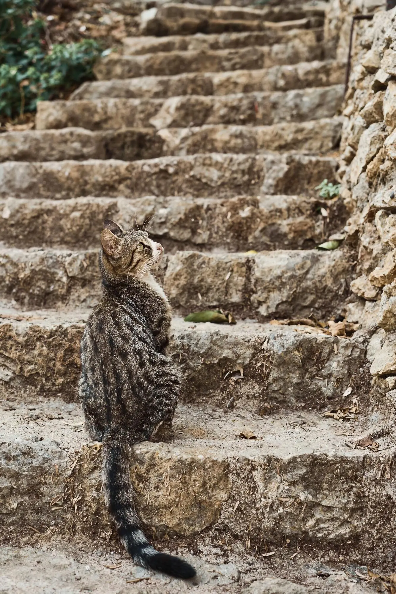 A gray cat on the steps of a stone staircase in the streets of the old city; animals in the urban environment; vertical frame; animal care; urban ecosystems; the idea of coexistence within the urban ecosystem.